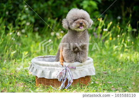 在籃子的玩具獅子狗 在籃子的玩具獅子狗 103588110