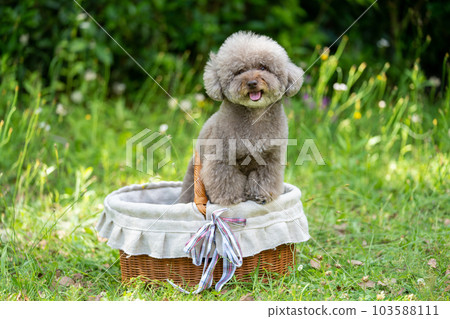 Toy poodle in a basket Toy poodle in a basket 103588111
