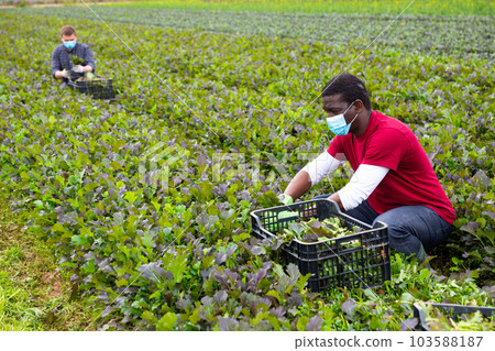 Workers in protective medical masks harvest mustard leaf on farm field Workers in protective medical masks harvest mustard leaf on farm field 103588187