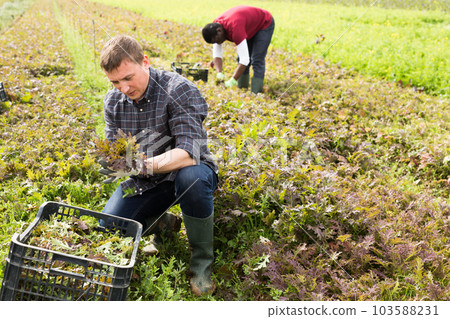 Farm worker cutting red mizuna 103588231