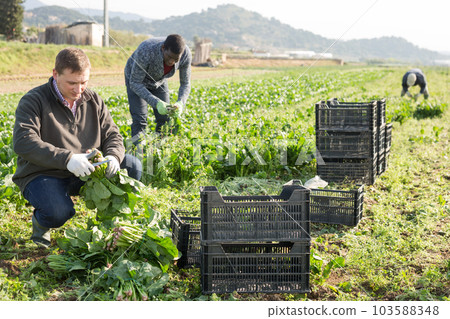 Hired workers harvest spinach on a plantation Hired workers harvest spinach on a plantation 103588348