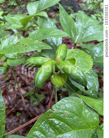 4 野生牡丹種子 103588381