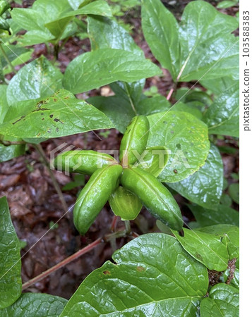 4 野生牡丹種子 4 野生牡丹種子 103588383