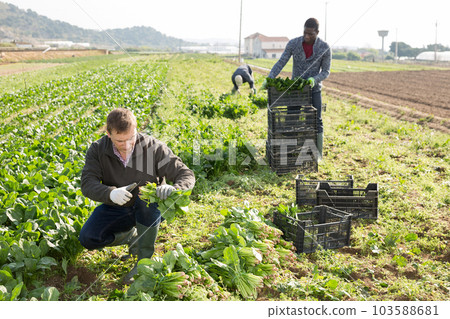 Men horticulturists picking harvest of green spinach Men horticulturists picking harvest of green spinach 103588681