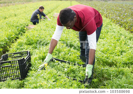 African American farmer harvesting green mizuna 103588698