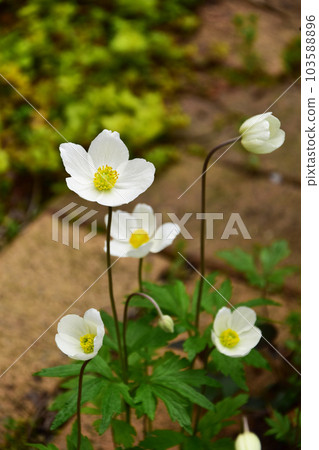 海葵樟子鬆花 103588896