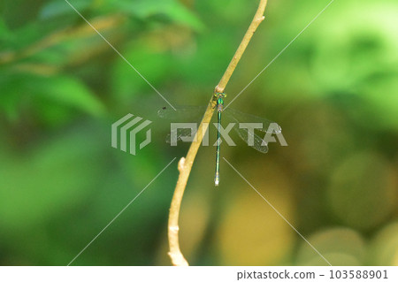 A damselfly perching on a thin branch 103588901