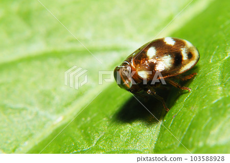 Maunca Maunca 103588928