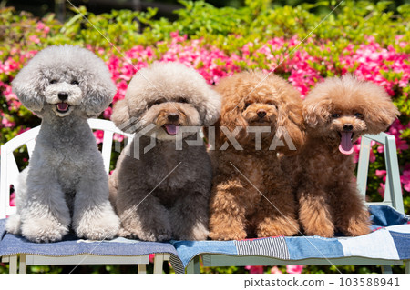 一套 4 只玩具貴賓犬 103588941