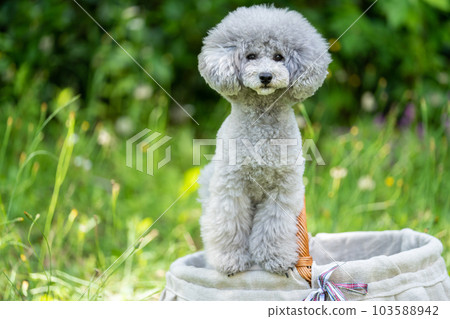 在籃子的玩具獅子狗 103588942