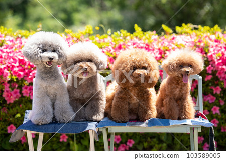 一套 4 只玩具貴賓犬 103589005