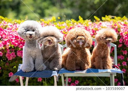 A set of 4 toy poodles 103589007