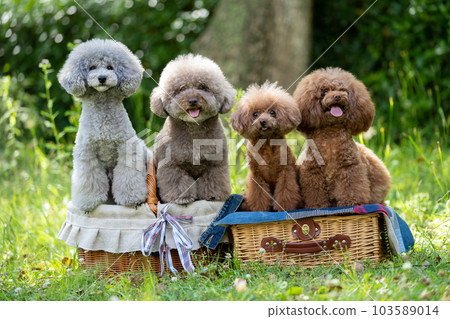 一套 4 只玩具貴賓犬 103589014