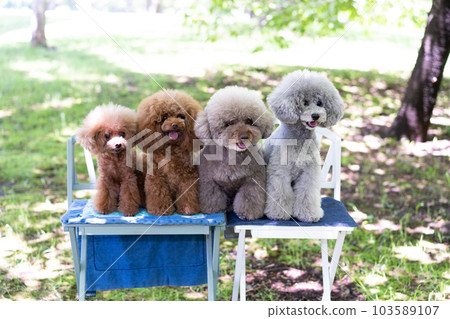 一套 4 只玩具貴賓犬 103589107