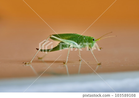 Grasshopper crawling on an indoor surface Grasshopper crawling on an indoor surface 103589108