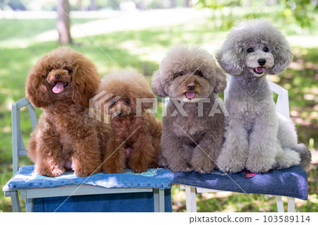 一套 4 只玩具貴賓犬 103589114