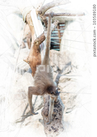 動物園裡的棕色長毛蜘蛛猴 動物園裡的棕色長毛蜘蛛猴 103589180