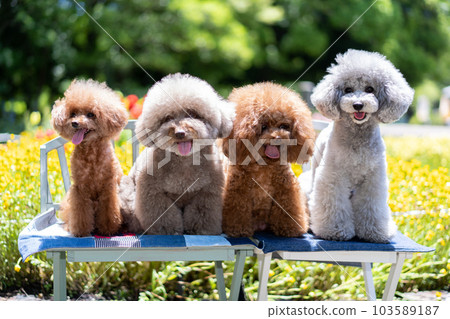 一套 4 只玩具貴賓犬 103589187