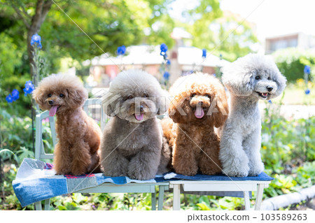 一套 4 只玩具貴賓犬 103589263