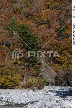 Autumn leaves of Oku Chichibu 103589325