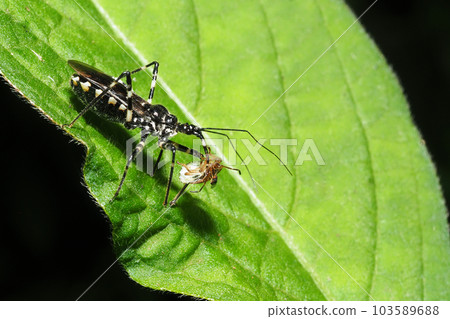 Striped tortoise preying on stinkbug larvae 103589688