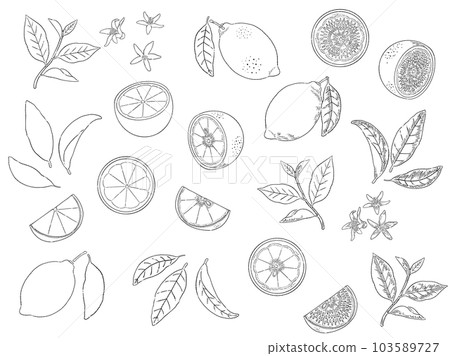檸檬線描插圖集 103589727