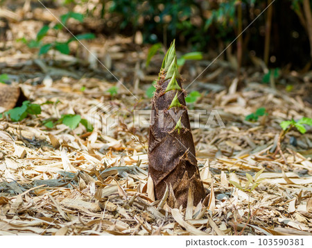 初夏的竹筍 103590381
