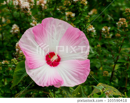 American Hibiscus in late summer 103590418