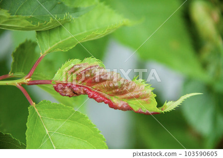 Insect galls on cherry leaves (Sakura bee mifushi) Insect galls on cherry leaves (Sakura bee mifushi) 103590605