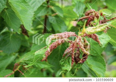 櫻桃葉上的蟲癭（Sakura bee mifushi） 103590609