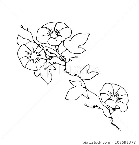 畫線。夏天牽牛花矢量圖。牽牛花矢量背景材料。日式植物裝飾插圖。 畫線。夏天牽牛花矢量圖。牽牛花矢量背景材料。日式植物裝飾插圖。 103591378