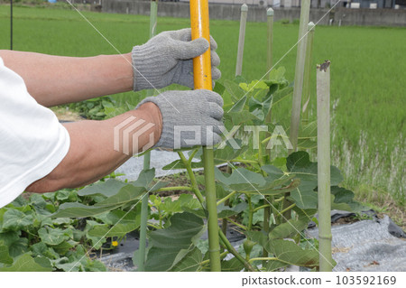 Fresh fig stilt June Fresh fig stilt June 103592169