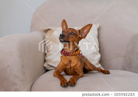 Miniature brown pinscher stands against the background of a bed and a window. 103592283