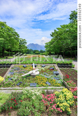有花鐘和火山煙的鹿兒島縣立吉野公園櫻島 有花鐘和火山煙的鹿兒島縣立吉野公園櫻島 103592549