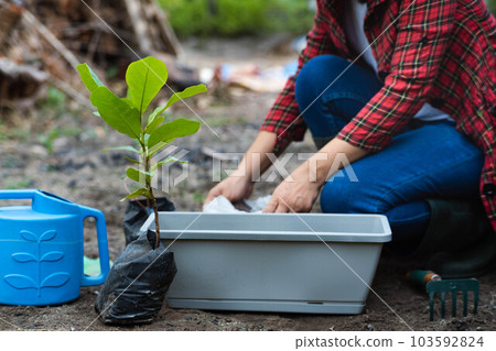 Woman's hands transplanting plant from a bag of seedlings to a new pot. Female gardener planting seedlings in pots with soil. Gardening and growing vegetables at home. Woman's hands transplanting plant from a bag of seedlings to a new pot. Female gardener planting seedlings in pots with soil. Gardening and growing vegetables at home. 103592824