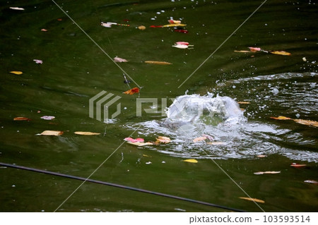 Herabuna fishing to enjoy the feeling of fishing in the park pond Herabuna fishing to enjoy the feeling of fishing in the park pond 103593514