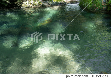 翠綠的沼澤 103593541