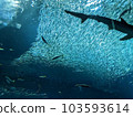 Aquarium 103593614
