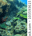 Aquarium 103593615