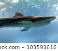 shark  103593616