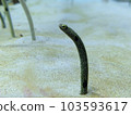 Chinese eel 103593617
