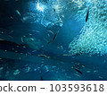 Aquarium 103593618