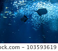Aquarium 103593619