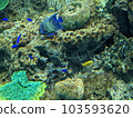 Aquarium 103593620