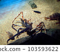 Aquarium 103593622