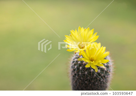 Parodia leninghausii, Close-up yellow tower cactus with yellow flower bloom. Cactus is a popular cactus with thorns and is highly resistant to drought. 103593647