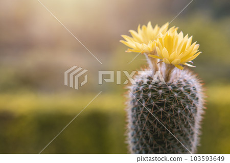 Parodia leninghausii, Close-up yellow tower cactus with yellow flower bloom. Cactus is a popular cactus with thorns and is highly resistant to drought. 103593649