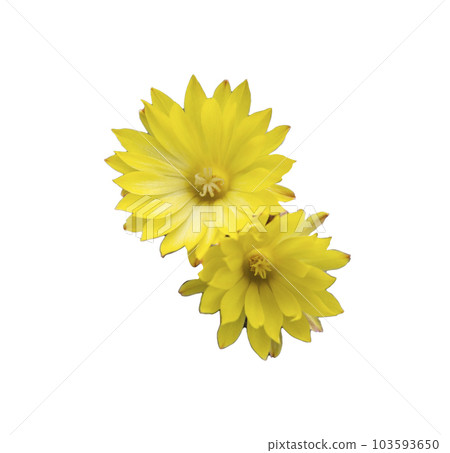 Parodia leninghausii, Close-up yellow tower cactus with yellow flower bloom. Cactus is a popular cactus with thorns and is highly resistant to drought. 103593650