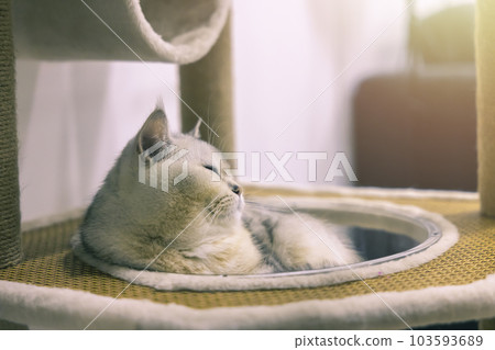 A beautiful British cat breed Shorthair, soft, white, gray hair in a light room. Looking towards camera. A beautiful British cat breed Shorthair, soft, white, gray hair in a light room. Looking towards camera. 103593689