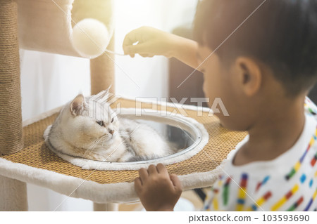 Boy playing with beautiful British cat breed Shorthair, soft, white, gray hair in a light room. Looking towards camera. Boy playing with beautiful British cat breed Shorthair, soft, white, gray hair in a light room. Looking towards camera. 103593690